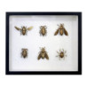 Tableau Insects - HK Living