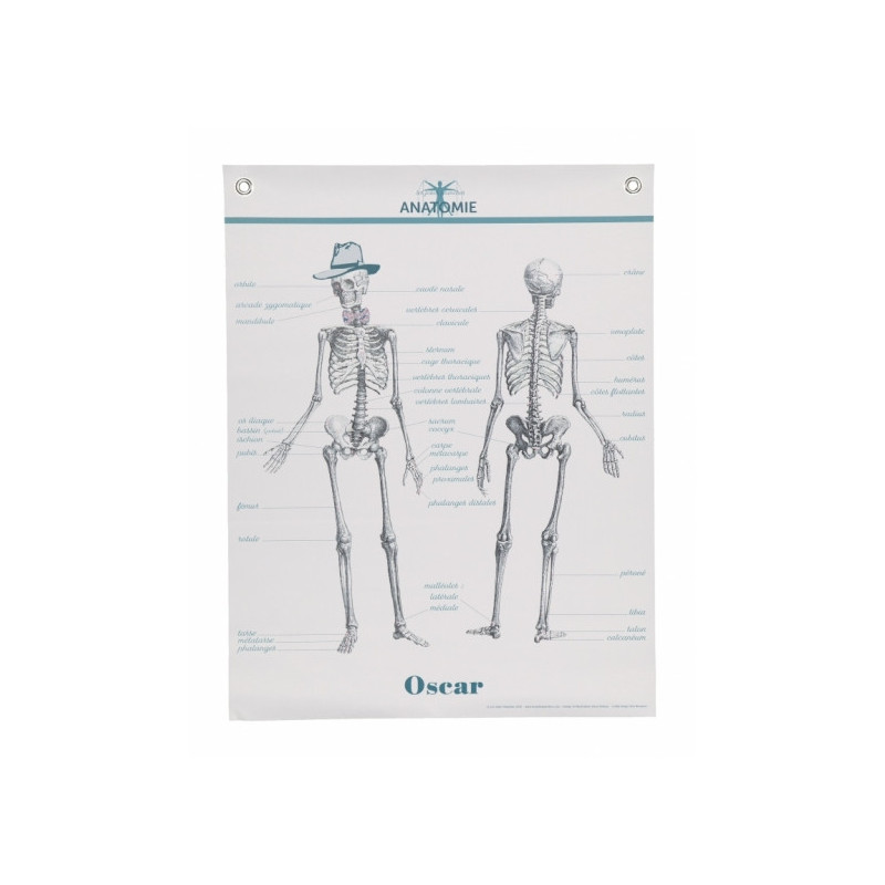 Planche Anatomie - Les Jolies Planches