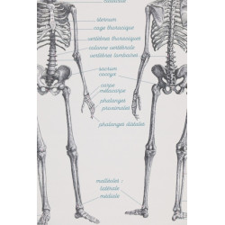 Planche Anatomie - Les Jolies Planches