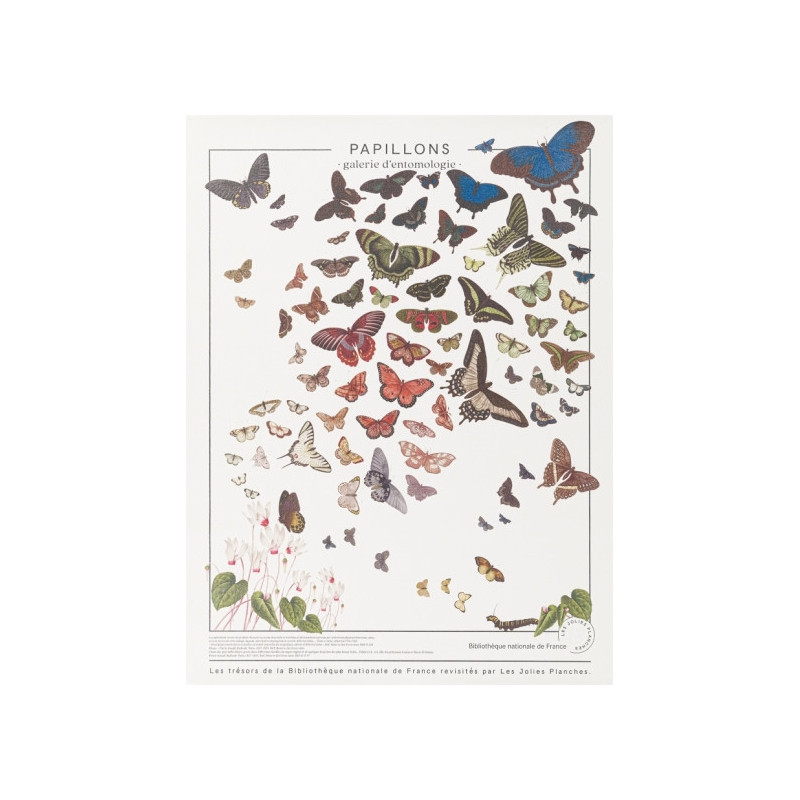 Planche Papillons - Les Jolies Planches